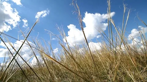Grass reaching for the sky. Stock Footage 8678394