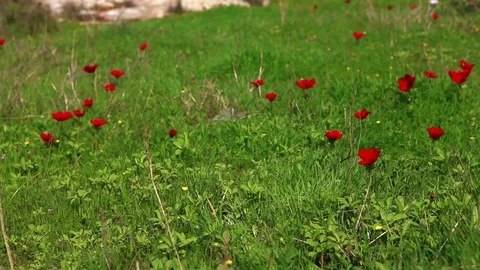 Grass with red flowers Stock Footage 74073458