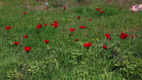 Grass with red flowers Stock Footage 74073482
