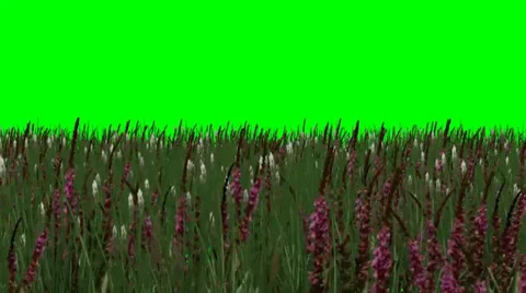 Grass with red flowers in the wind - green screen Video stock 33719346