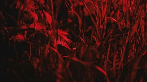 Grass in red light Stock Footage 81701206