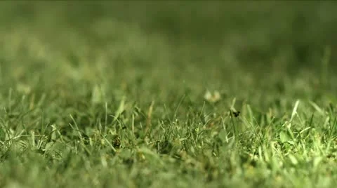 Grass (RED One) Stock Footage 12187629