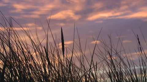 Grass Reeds Against Sunset Stock Footage 93781753