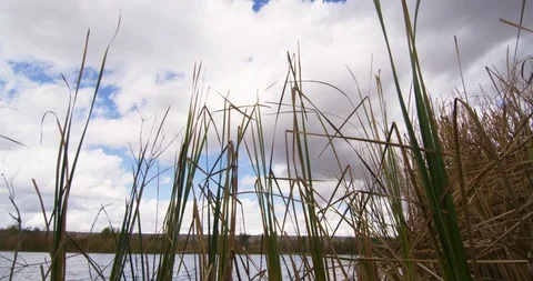 Grass reeds against white clouds in lake Stock Footage 101203069
