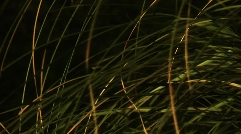 Grass reeds- pan shoting Stock Footage 68893360