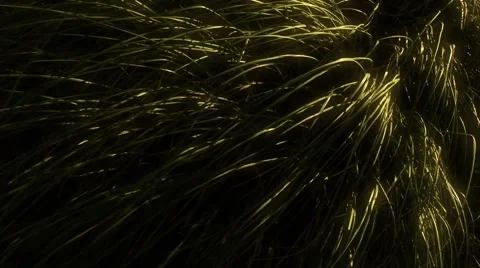 Grass reeds in the wind Stock Footage 68892695