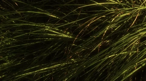 Grass reeds in the wind Stock Footage 68893044