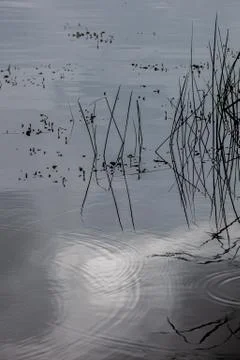 Grass reflected in the lake water in cloudy summer day Stock Photos