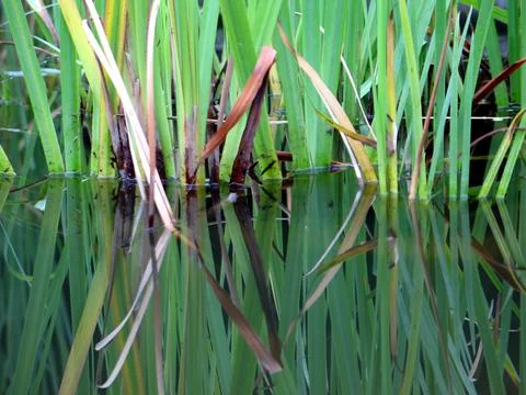 Grass reflections Stock-Fotos