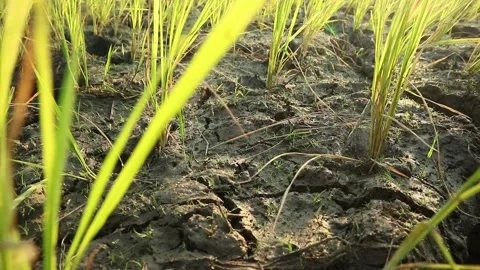 Grass of rice field Stock Footage 338027072