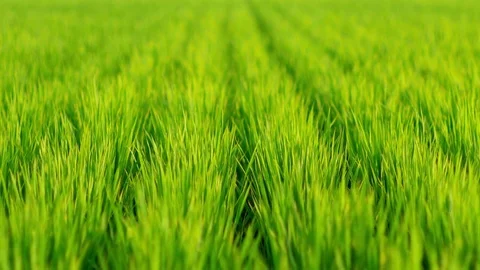 Grass of rice field swaying in wind in summer Stock Footage 79013839