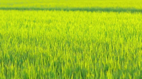 Grass of rice field swaying in wind in summer Stock Footage 79024761