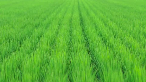 Grass of rice field swaying in wind in summer Stock Footage 208848488