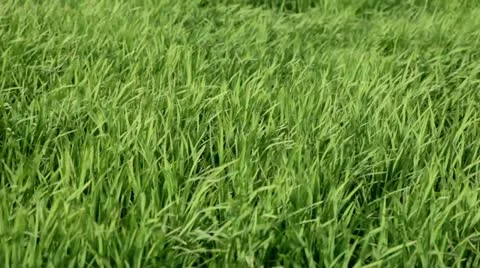 Grass rice in wind Stock Footage 23326302