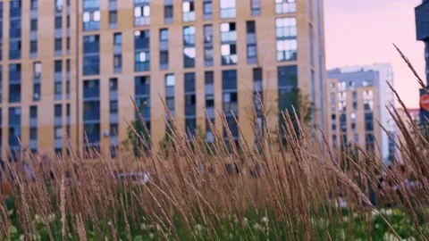 The grass with ripe seeds develops beautifully against the backdrop of the city 스톡 동영상 158333429