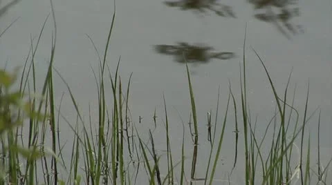 Grass ripple Stock Footage 10887553