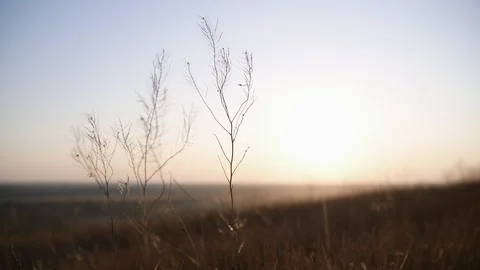 Grass ripples slowly in the setting sun Vídeo Stock 120134713