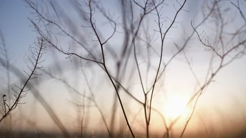 Grass ripples slowly in the setting sun Vídeo Stock 120134781