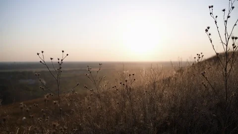 Grass ripples slowly in the setting sun 库存影片 120134963