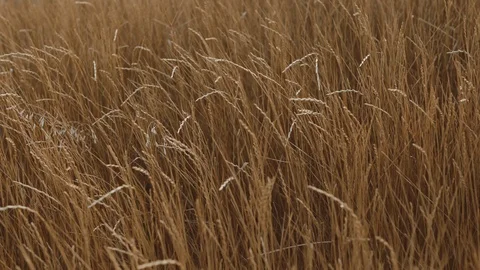 Grass ripples slowly in the setting sun Stock Footage 120136099
