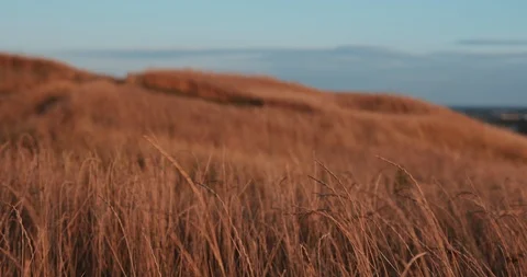 Grass ripples slowly in the setting sun Vídeo Stock 120137176