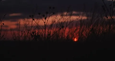 Grass ripples slowly in the setting sun 库存影片 120137380