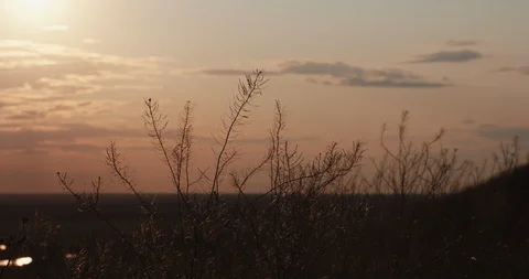Grass ripples slowly in the setting sun Stock Footage 120142137