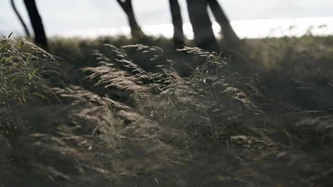 Grass rippling on wind. Stock Footage 221580941