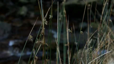 Grass with river background 140112 Video stock 10609649