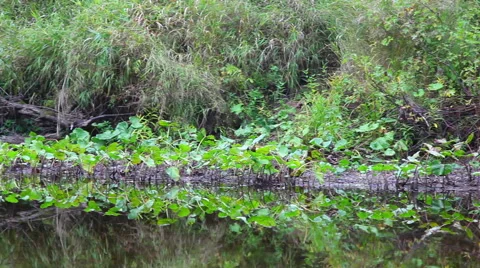 Grass on the river bank Stock Footage 48816071