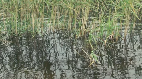 Grass on the river bank Stock Footage 89860822