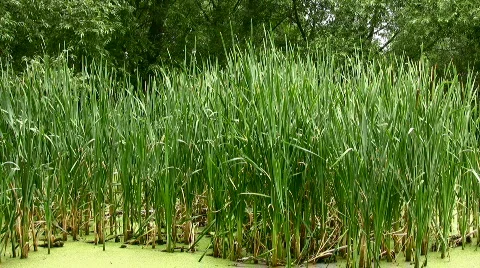Grass on the river Stock Footage 841172
