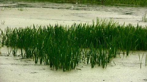Grass on the river Stock Footage 842766