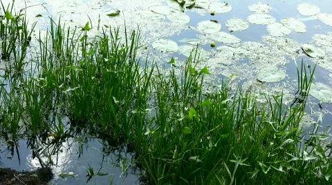 Grass on the river Stock Footage 842803