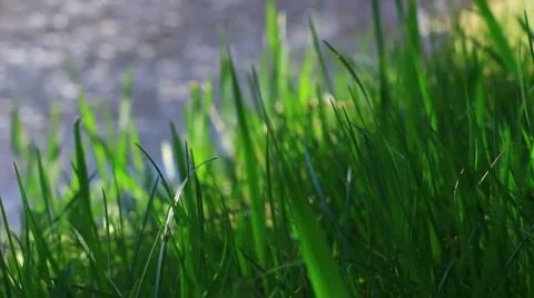 Grass by the river Stock Footage