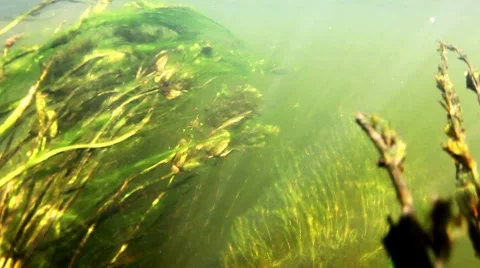 Grass in the river. Stock Footage 8680359