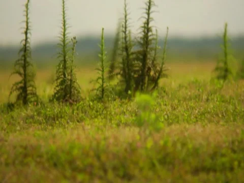 Grass on river Stock Footage 8694593
