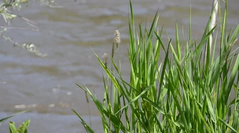 Grass by River Stock Footage 50721448