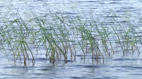 Grass in the river Stock Footage 51429562