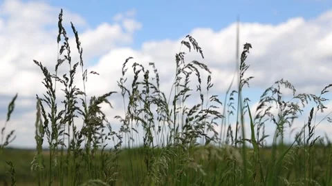 Grass on the river Video stock 131819513