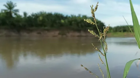 Grass by the river Stock Footage 234526370