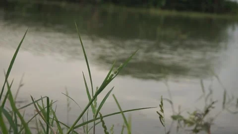 Grass on the river Stock Footage 330209745