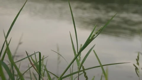 Grass on the river Stock Footage 330209753
