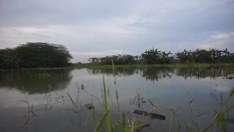 Grass on the river Stock Footage 330209754