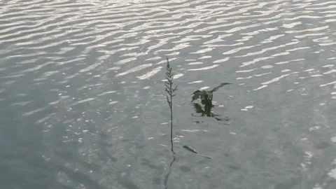 Grass on the river Video stock 330209779