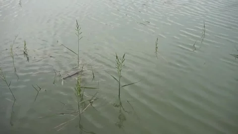 Grass on the river Stock Footage 330209780