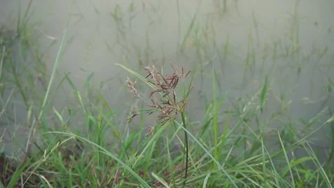 Grass on the river Stock Footage 330209788