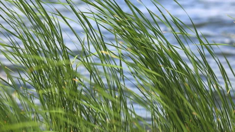 Grass on the river moves in the wind. Stock Footage 109438756