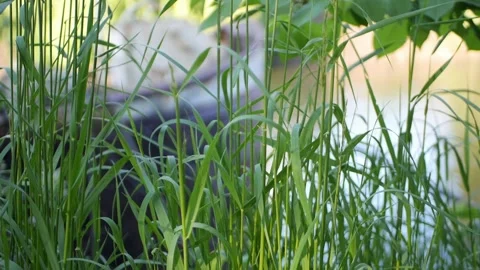 Grass on river nosound Stock Footage 310575620