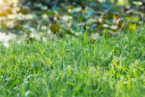 Grass at the river. Stock Photos